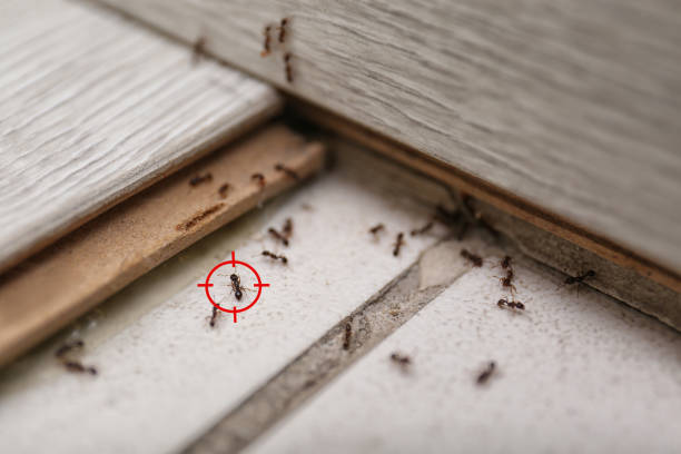 Best Real Estate Pest Inspections  in Troy, MI